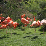 rencontre avec les soigneurs jardin des plantes