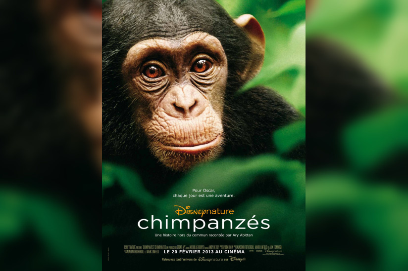 Jeu Concours Chimpanzes Sortiraparis Com