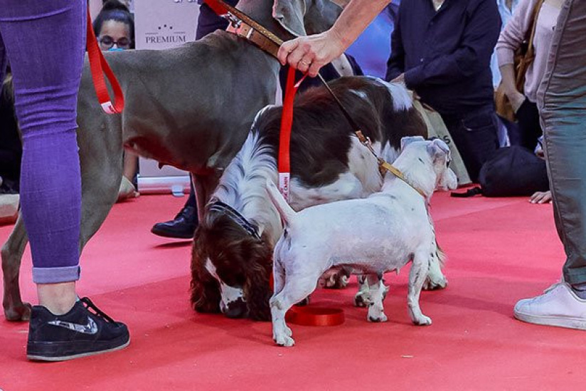 Paris Animal Show 2020 lance le premier show consacré à l’adoption