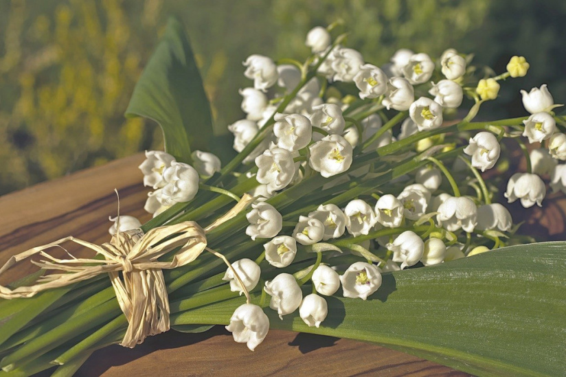 1er Mai Pourquoi Offre T On Du Muguet Ce Jour La Histoire Et Origines De Cette Tradition Sortiraparis Com