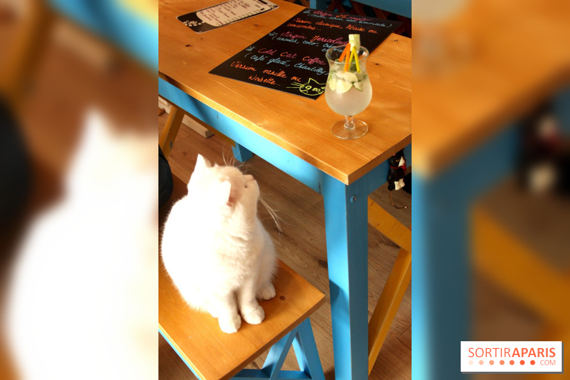 Le Chat Mallows Cafe Le Nouveau Bar A Chats Sortiraparis Com