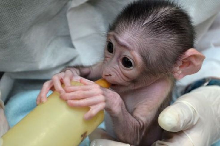 La Naissance De Loango Le Bebe Singe A La Menagerie Sortiraparis Com