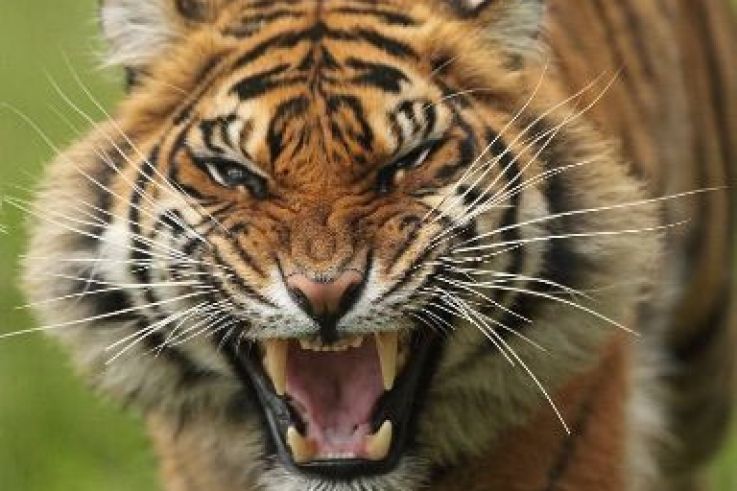 La Jeune Tigresse Isha Arrive Au Parc Des Felins Sortiraparis Com