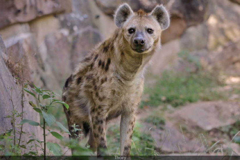 Zoo de Thoiry, les nouveautés 2016 - Sortiraparis.com