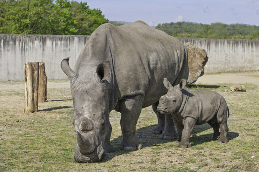 Le zoo de Thoiry accueille un nouveau rhinocéros ...