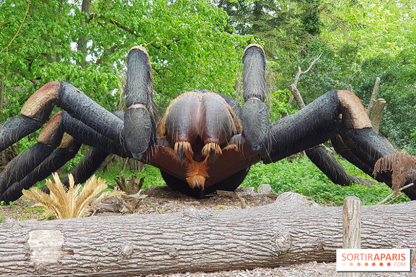 Zoo de Thoiry et ses nouveautés 2018 - Sortiraparis.com