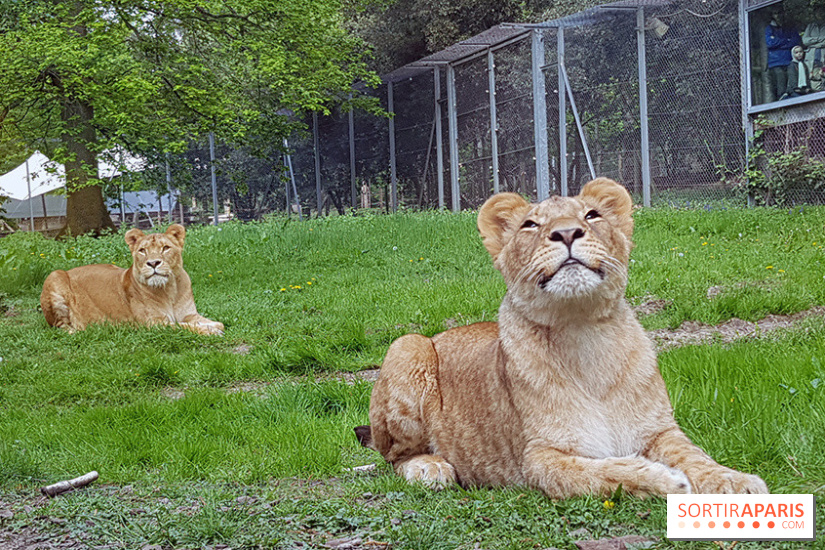 zoo de thoiry voiture