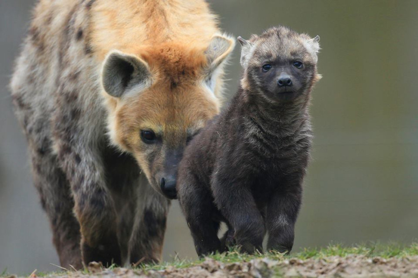 Zoo de Thoiry et ses nouveautés 2017 - Sortiraparis.com