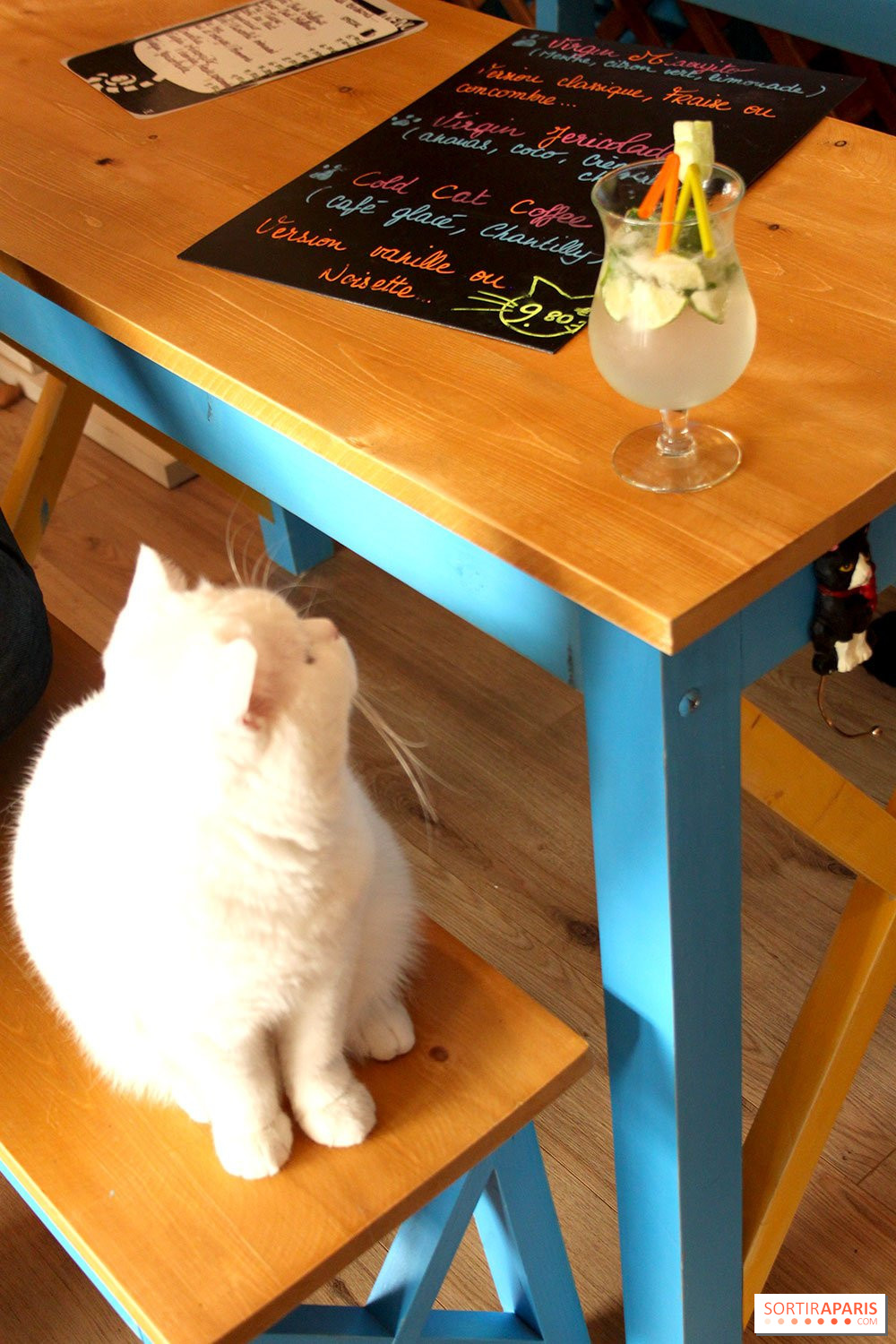 New Cat Bar The Chat Mallows Cafe Sortiraparis Com