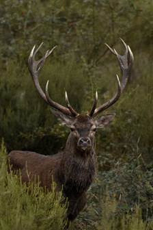 Excursion Dans La Foret De Chambord Pour Le Brame Des Cerfs Sortiraparis Com