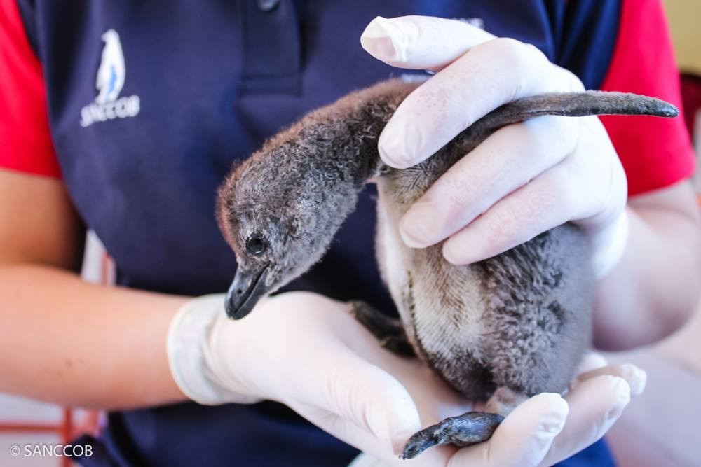 Un Bebe Manchot Royal Est Ne A Sea Life Paris Sortiraparis Com