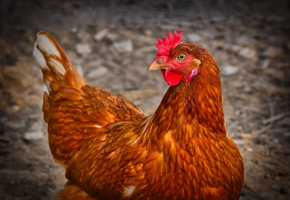 Soupcons De Grippe Aviaire Les Pays Bas Abattent 190 000 Poulets Dans Deux Elevages Sortiraparis Com