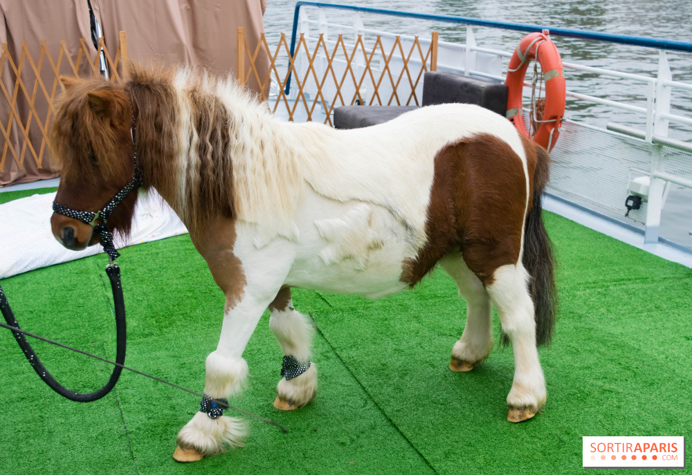 Le Salon Du Cheval 2019 Les Solutions De Transports Pour Contrer