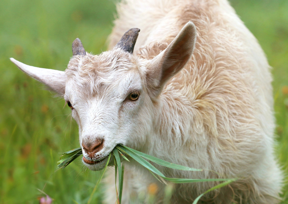 Insolite Adoptez Une Chevre Du Pays Basque Et Recevez Du Fromage Chez Vous Avec Crowdfarming Sortiraparis Com