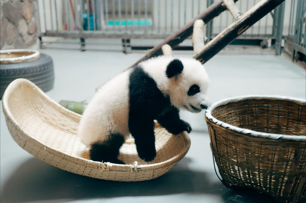 Kylian Mbappe Nomme Parrain D Un Bebe Panda Du Zoo De Beauval Sortiraparis Com