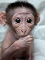 La Naissance De Loango Le Bebe Singe A La Menagerie Sortiraparis Com