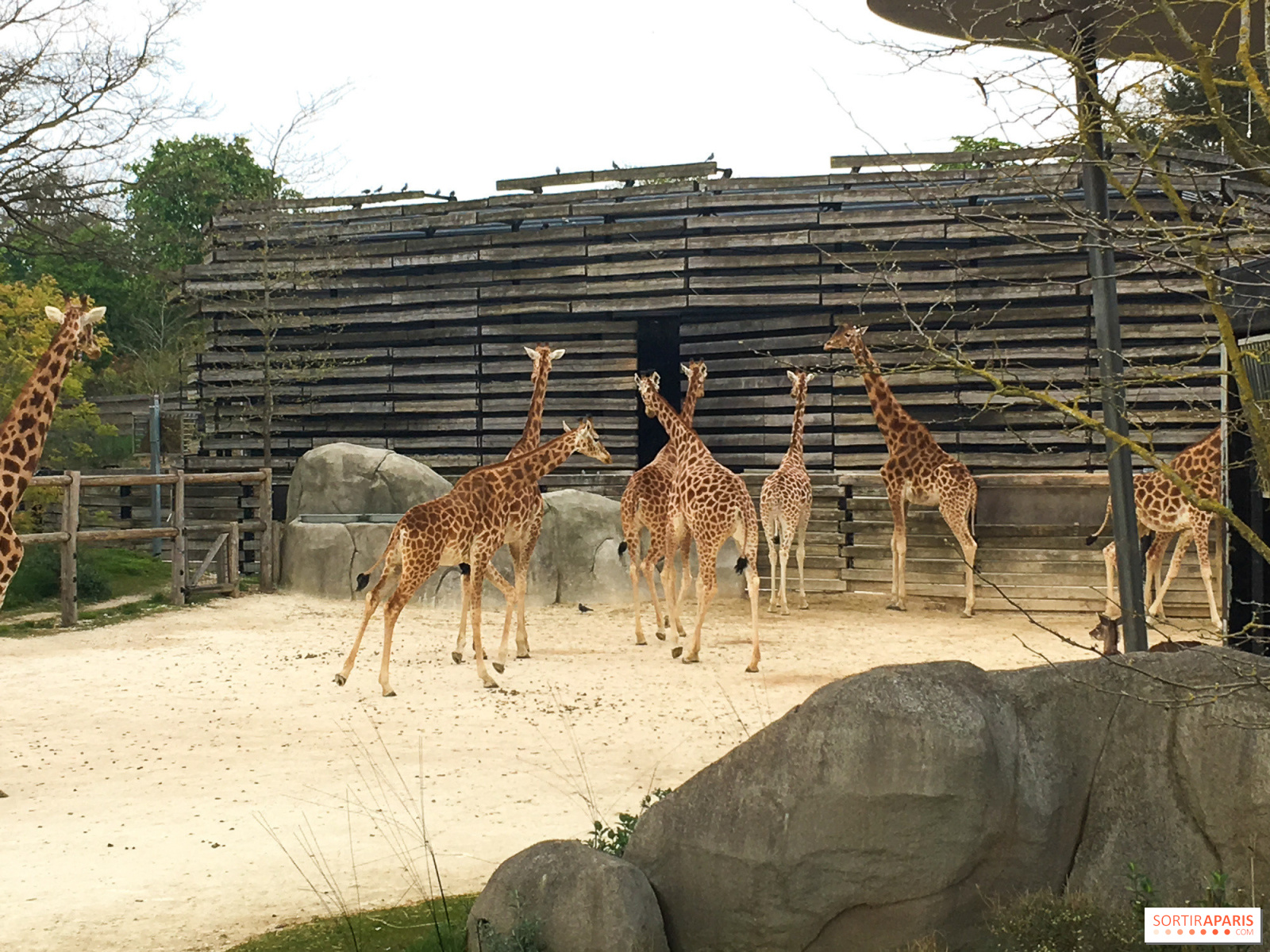 Guide 21 To Zoos And Menageries In Paris And Its Surroundings Sortiraparis Com